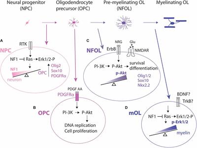 Presentation and integration of multiple signals that modulate oligodendrocyte lineage progression and myelination